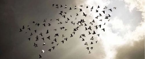 Birds in arrow shape