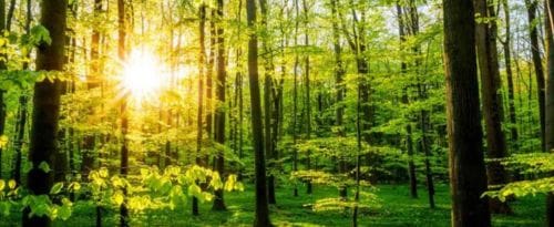 Sun shining through trees